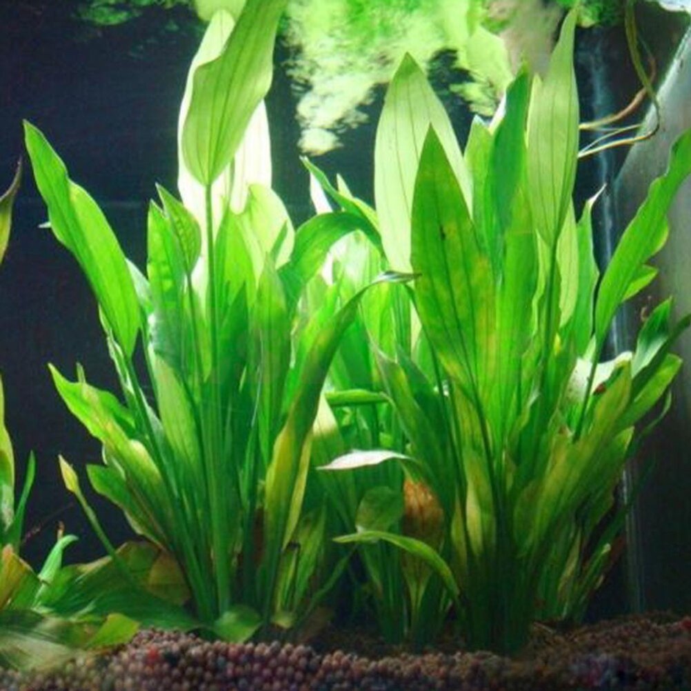 Marine Aquarium For Sale - Plantas artificiales de decoración de Acuario,