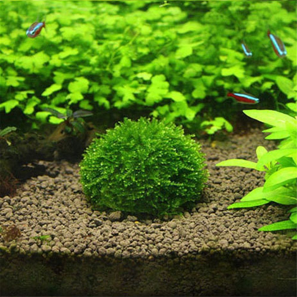 Marine Aquarium For Sale - Nueva suspensión de plástico, cúpula de