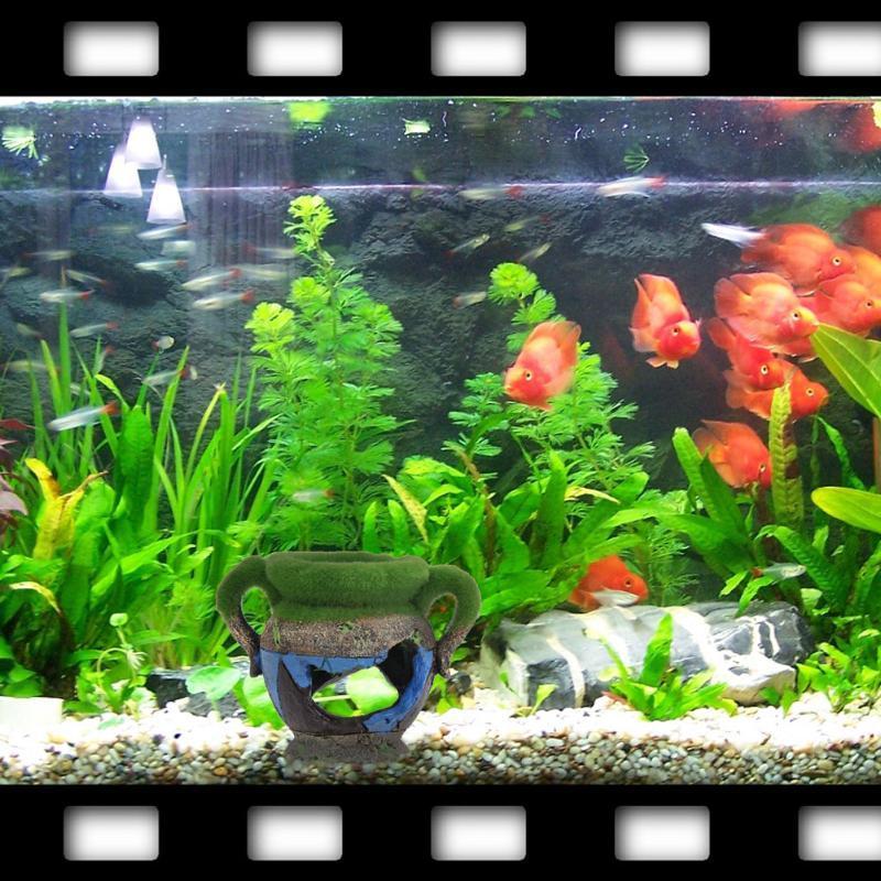 Florero de resina con musgo, a - Marine Aquarium For Sale reseña y precio