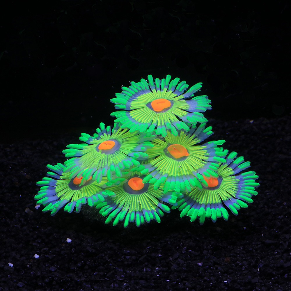 Decoraciones Luminosas para Ac - Marine Aquarium For Sale reseña y precio