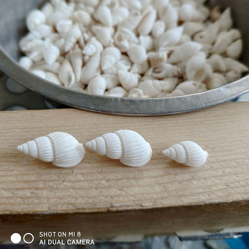 Conchas Naturales de Zeuxis y  - Marine Aquarium & Regional Centre reseña y precio