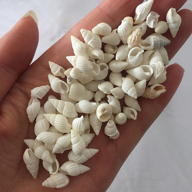 Conchas Naturales de Zeuxis y  - Marine Aquarium & Regional Centre reseña y precio