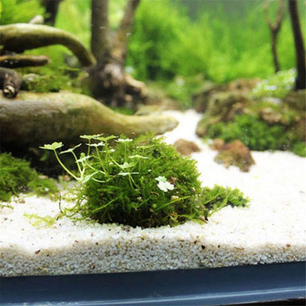 Nueva suspensión de plástico,  - Marine Aquarium For Sale reseña y precio